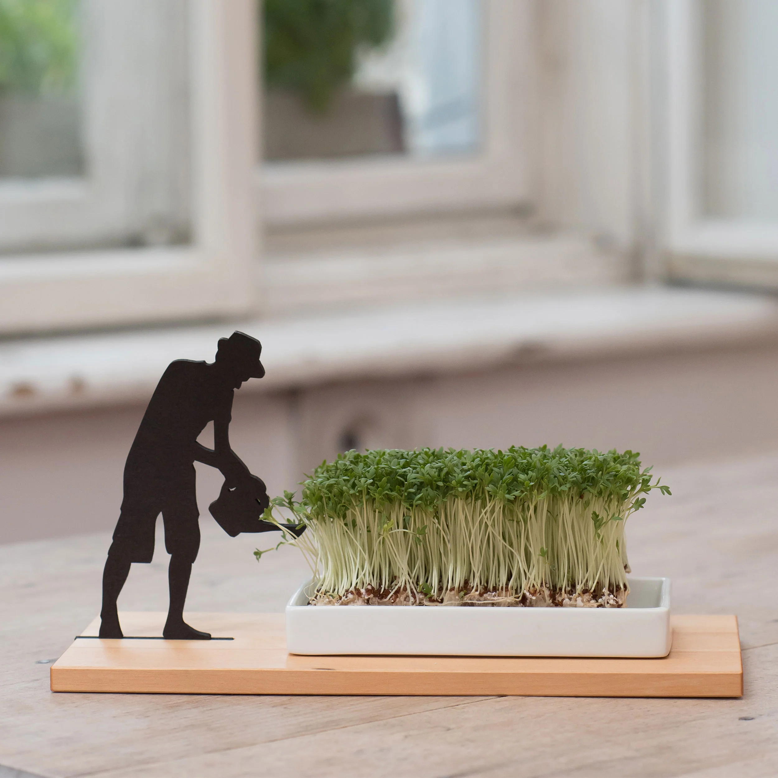 Cress Growing Dish - Image 6