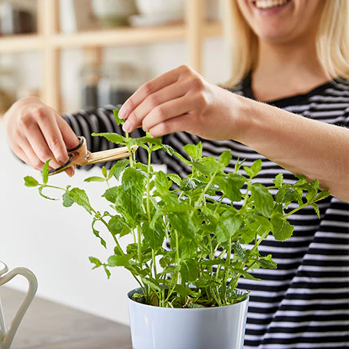 Hydro Herb Twin Pots - Image 3
