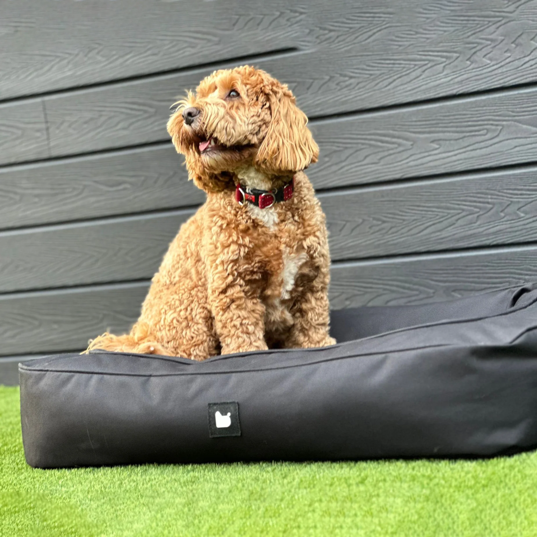Monster B Dog Bed - Image 7